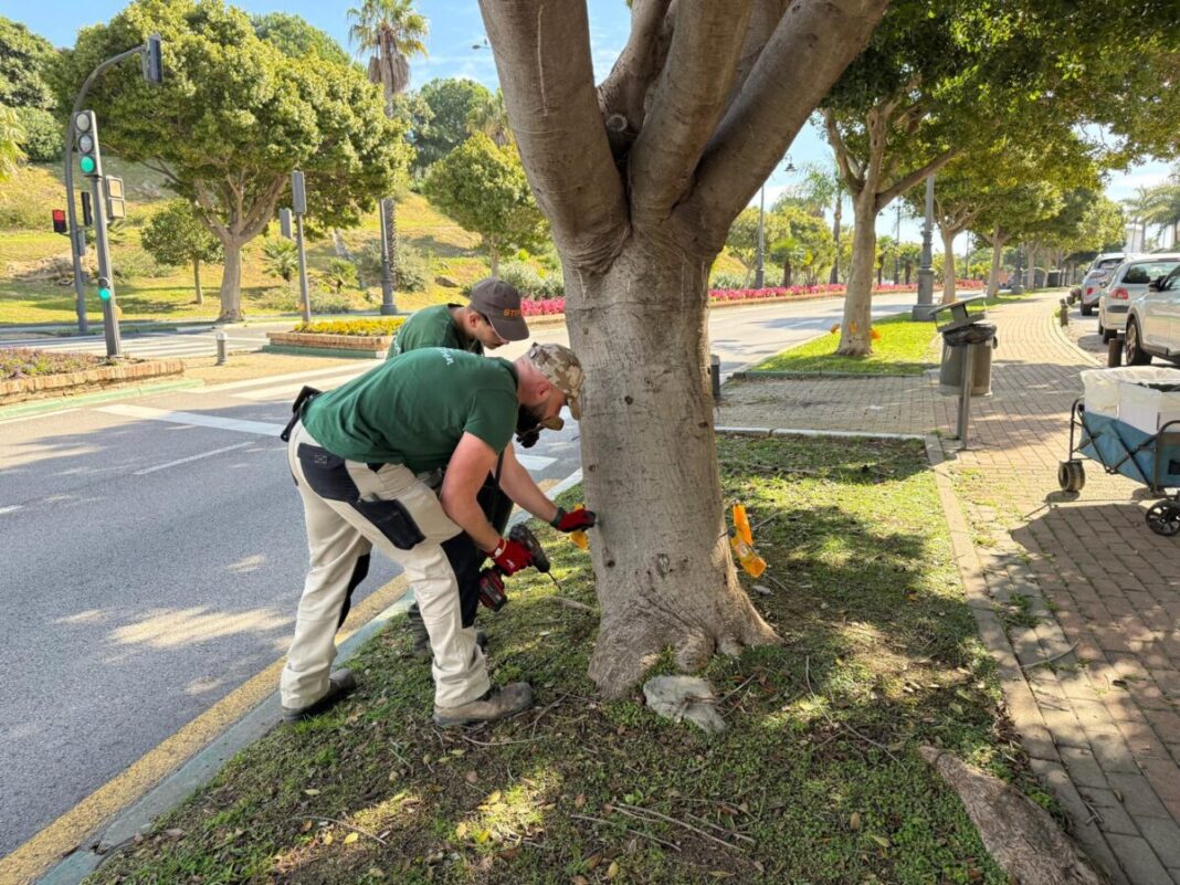 500 ficus de Estepona reciben 2.250 inyecciones de insecticida para neutralizar una posible plaga